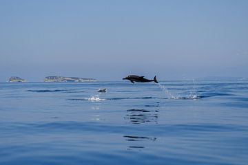 Dolfijnen in Corfu van Monique Van westen