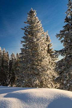 Conifer in winter at sunrise with fresh snow and blue sky