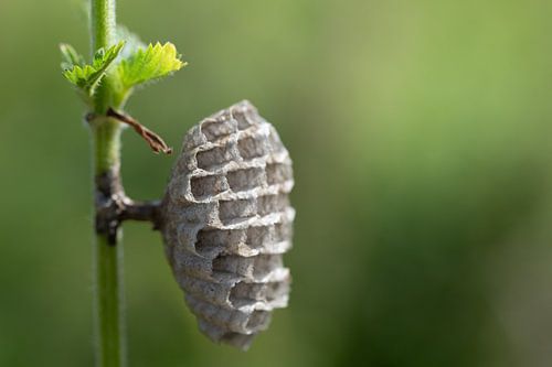 Small wasp nest in summer