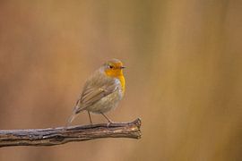 Robin sur une branche