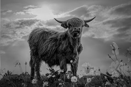 Highlander écossais