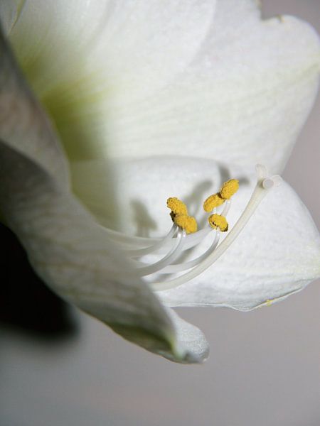 amaryllis, estampeurs par Evelien Brouwer