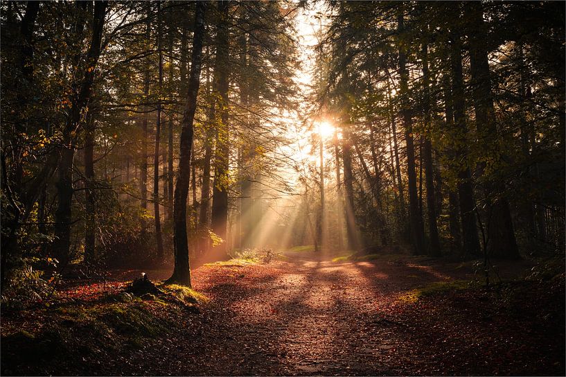 Sonnenaufgang im Kaapse Bossen von Paul Poot