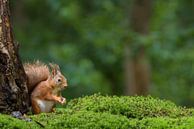 Rotes Eichhörnchen im Wald von Richard Guijt Photography Miniaturansicht