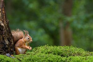 Rotes Eichhörnchen im Wald von Richard Guijt Photography