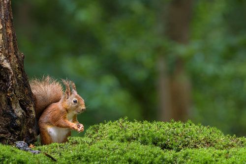 Écureuil rouge dans la forêt