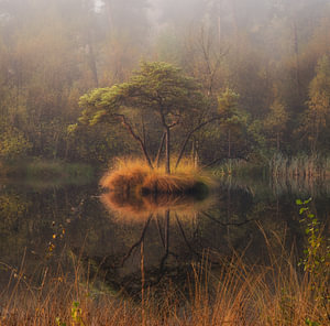 Die kleinste Insel der Welt