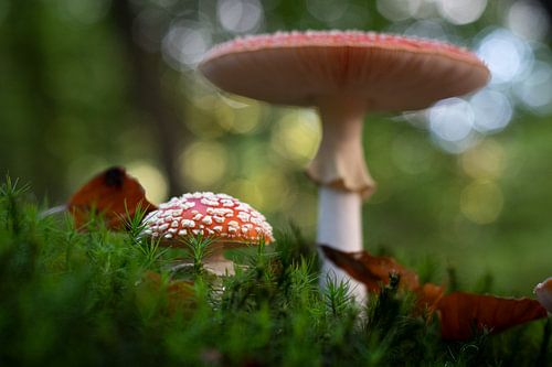 Rood met witte stippen (paddenstoel)
