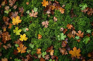 Spaziergang im Herbstwald