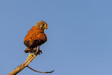 Turmfalke (Falco tinnunculus) von Dirk Rüter