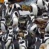 Pinguine in Südafrika von Filip Staes