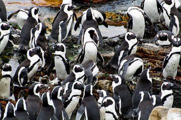 Pinguïns in Zuid-Afrika van Filip Staes