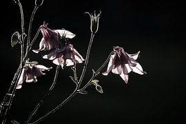 Sierlijke roze akelei bloemen