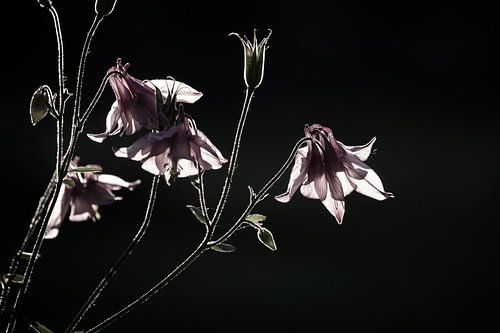 Zartrosa Aquilegia-Blüten