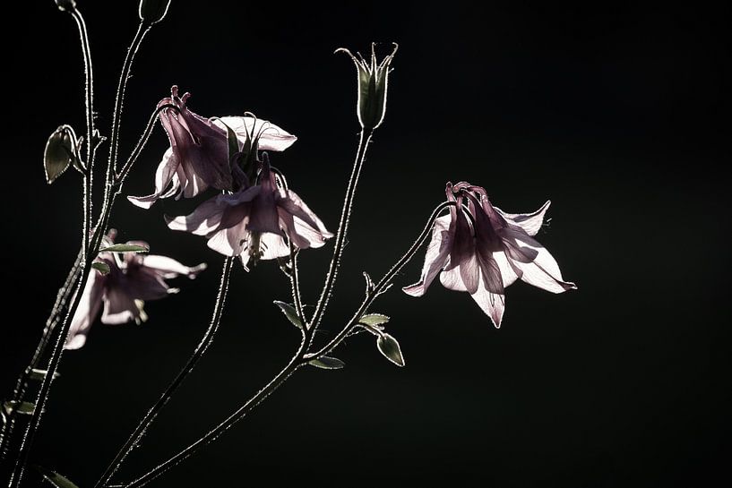Dainty Pink Aquilegia Flowers by Imladris Images