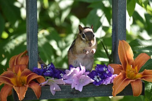 Een eekhoorn bij de tuinvoeder