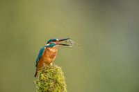 Kingfisher alcedo atthis catches frog