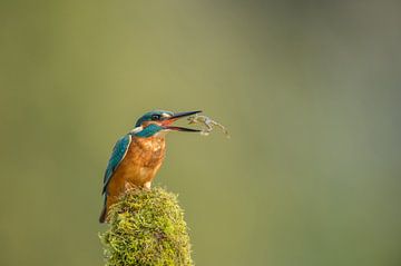Kingfisher alcedo atthis catches frog by Vienna Wildlife