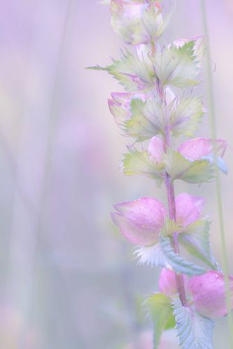 Takje met roze bloemen en groene blaadjes