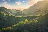 Het ongelooflijke landschap van de Prosecco Hills. Italië