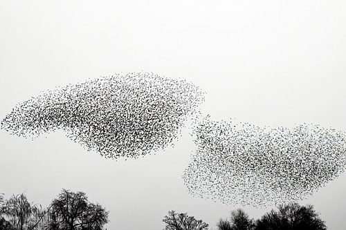 Spreeuwen in een bewolkte lucht aan het eind van de dag