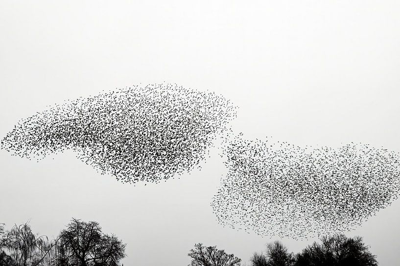Spreeuwen in een bewolkte lucht aan het eind van de dag van Sjoerd van der Wal Fotografie