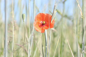 Mohn