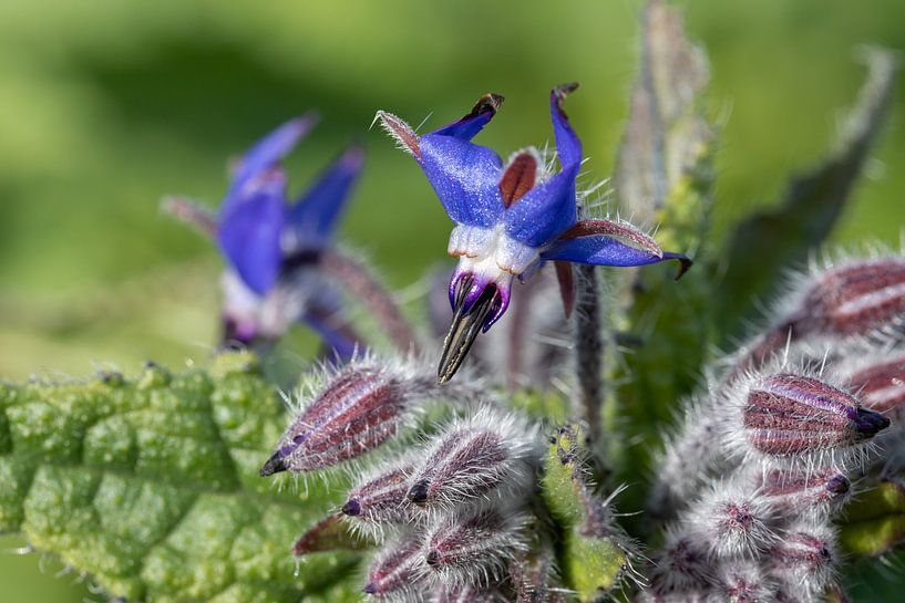 borretsch von Bas Groenendijk
