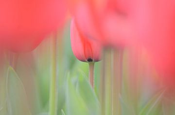 Tulp sur Hein de Vries