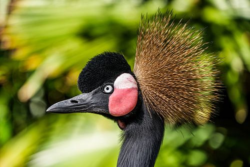 Prachtige kop van de grijze kroonkraanvogel.