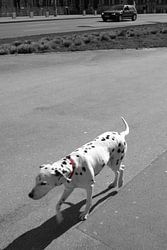 Dalmatian dog