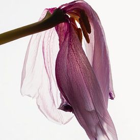 Stilleben einer Tulpe mit Hintergrundbeleuchtung von Hanny Andela - Andelafotografie