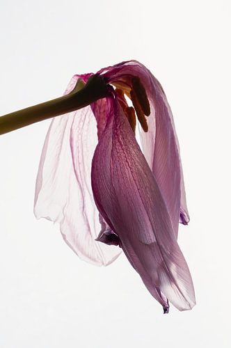 Stilleven van een tulp met tegenlicht