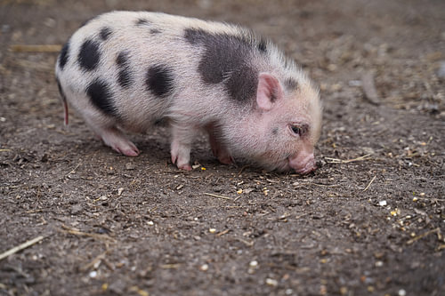 Mini biggetje bij zijn eerste uittocht op de boerderij.