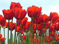 tulpen