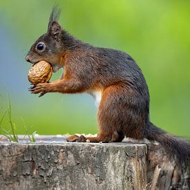 Eichhörnchen, Punk, Nuss essen von Arjan Warmerdam