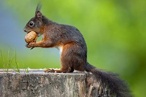 Eichhörnchen, Punk, Nuss essen von Arjan Warmerdam