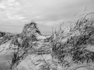 Les dunes après la tempête sur Jan Huneman