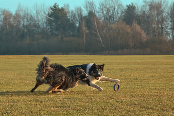 Spelende bordercollies