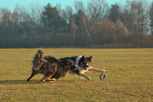 Spelende bordercollies