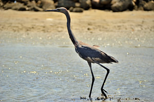 Rothalsreiher auf Curaçao