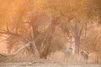 Family Elephants