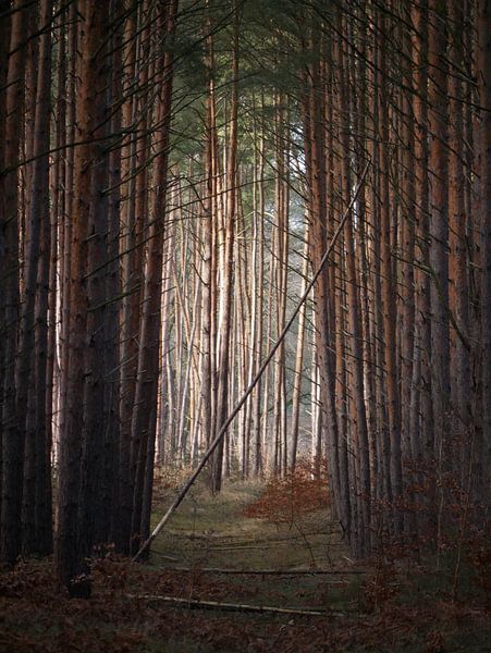 Licht am Ende der Schneise von mekke