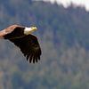 Weißkopfseeadler im Flug in der Nähe von Haines, Alaska von Henk van Dijk