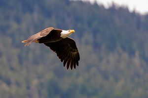 Amerikaanse zeearend in vlucht nabij Haines, Alaska