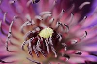 Paarse clematis bloem