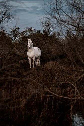 Paard Wit in Mystieke Heide bij Schemering