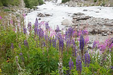 wilde lupine en wilgenroosje langs de rivieroever van Landquart r van SusaZoom
