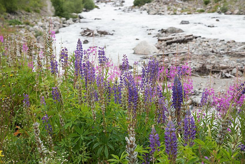 wild lupin and willowherb flowers along riverside of Landquart r by SusaZoom