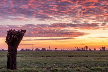 Fantastische zonsopkomst in de polder van Stephan Neven